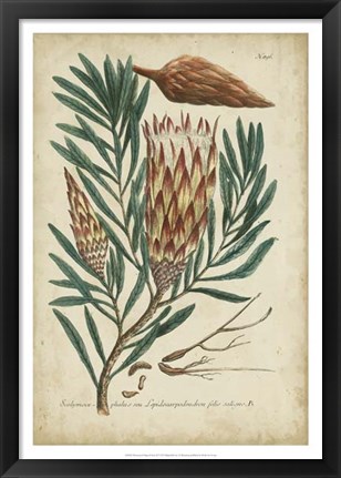 Framed Weinmann Foliage &amp; Fruit III Print