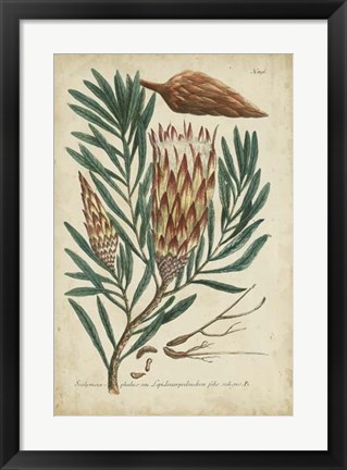 Framed Weinmann Foliage &amp; Fruit III Print