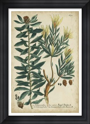 Framed Weinmann Foliage &amp; Fruit IV Print