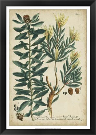 Framed Weinmann Foliage &amp; Fruit IV Print