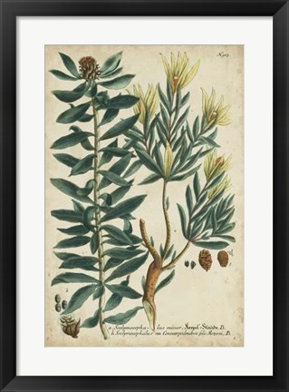 Framed Weinmann Foliage &amp; Fruit IV Print