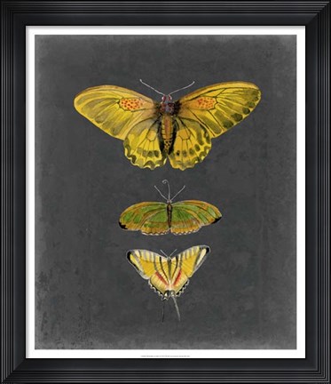 Framed Butterflies on Slate I Print
