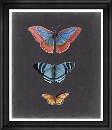 Framed Butterflies on Slate III Print