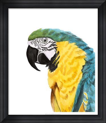 Framed Watercolor Parrot Print