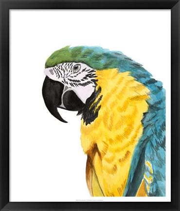 Framed Watercolor Parrot Print