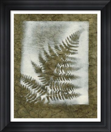 Framed Shadows &amp; Ferns I Print
