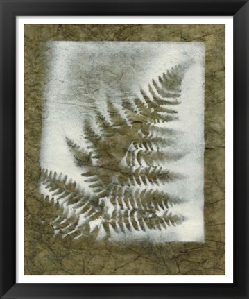 Framed Shadows &amp; Ferns I Print