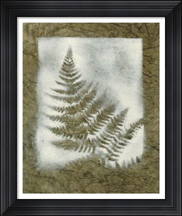 Framed Shadows &amp; Ferns II Print