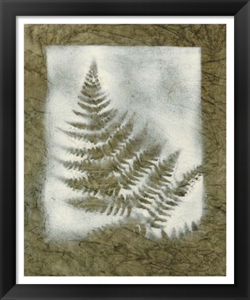 Framed Shadows &amp; Ferns II Print