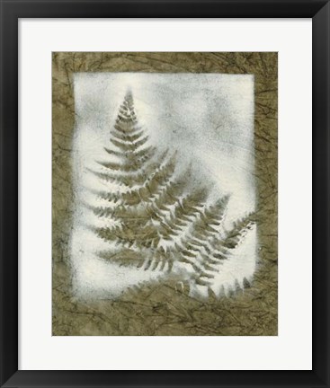 Framed Shadows &amp; Ferns II Print