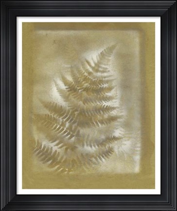 Framed Shadows &amp; Ferns III Print