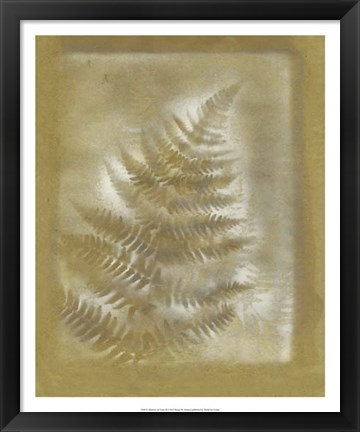 Framed Shadows &amp; Ferns III Print