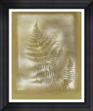 Framed Shadows &amp; Ferns IV Print