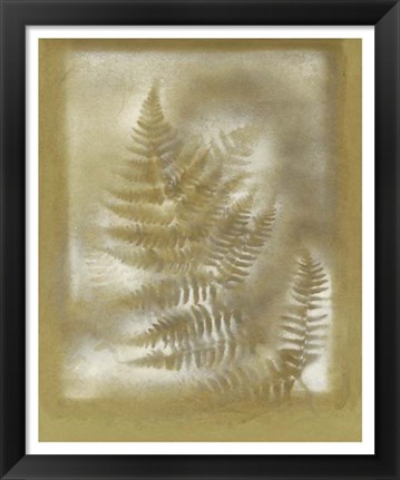 Framed Shadows &amp; Ferns IV Print