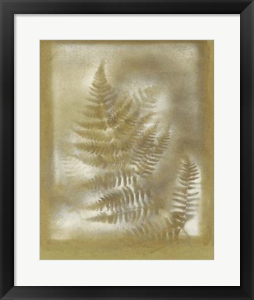 Framed Shadows &amp; Ferns IV Print