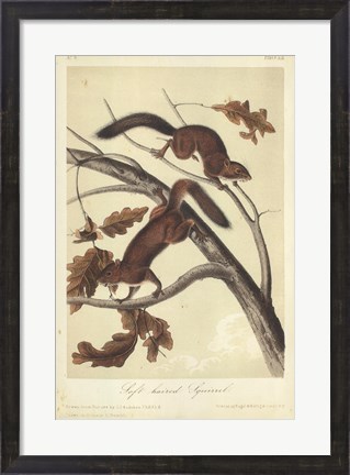 Framed Audubon Squirrel III Print