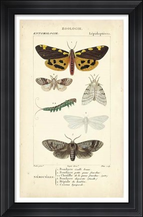 Framed Antique Butterfly Study I Print