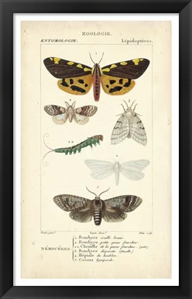 Framed Antique Butterfly Study I Print
