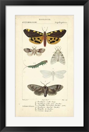 Framed Antique Butterfly Study I Print