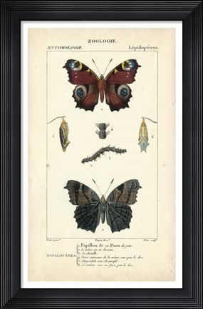 Framed Antique Butterfly Study II Print