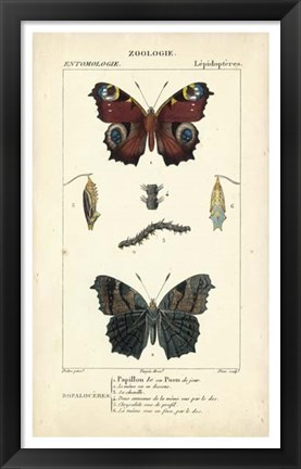 Framed Antique Butterfly Study II Print