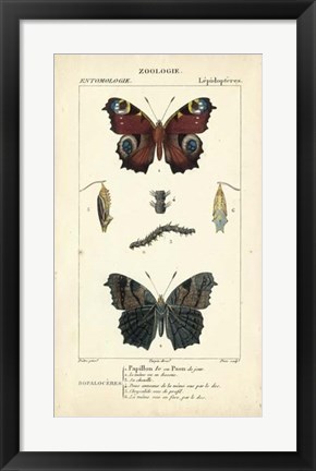 Framed Antique Butterfly Study II Print