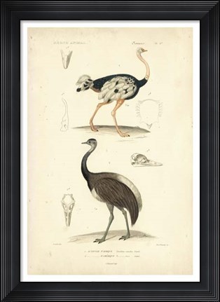 Framed Antique Ostrich Study Print