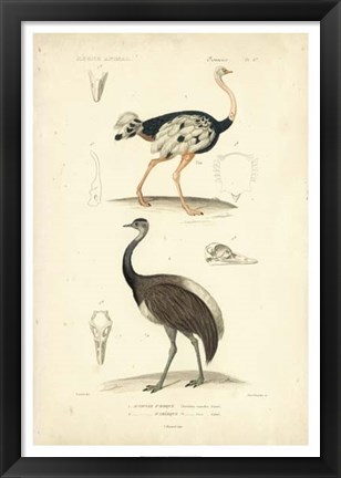 Framed Antique Ostrich Study Print