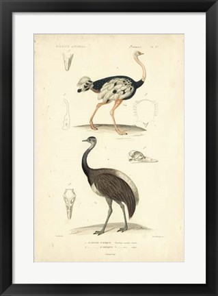 Framed Antique Ostrich Study Print