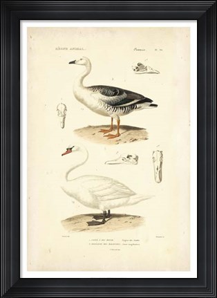 Framed Antique Swan Study Print