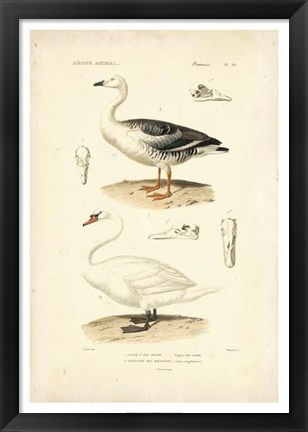 Framed Antique Swan Study Print