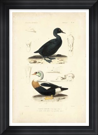 Framed Antique Duck Study I Print
