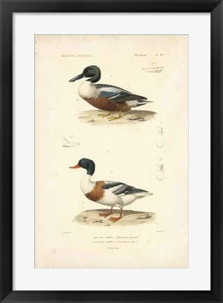 Framed Antique Duck Study II Print