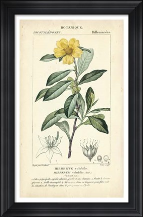 Framed Botanique Study in Yellow I Print