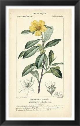 Framed Botanique Study in Yellow I Print