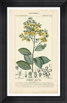 Framed Botanique Study in Yellow II Print