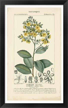 Framed Botanique Study in Yellow II Print