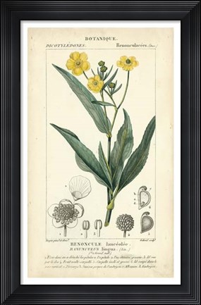 Framed Botanique Study in Yellow III Print
