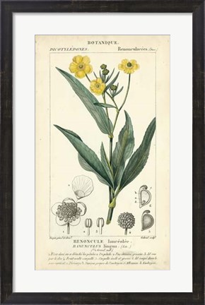 Framed Botanique Study in Yellow III Print