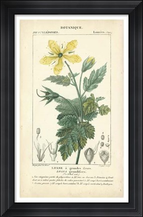 Framed Botanique Study in Yellow IV Print
