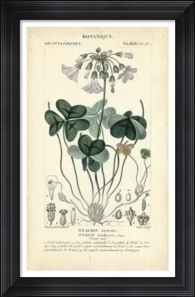 Framed Botanique Study in Lavender I Print