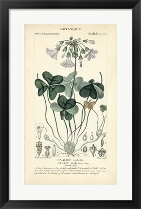 Framed Botanique Study in Lavender I Print