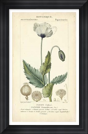 Framed Botanique Study in Lavender II Print