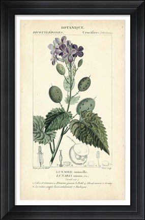 Framed Botanique Study in Lavender III Print