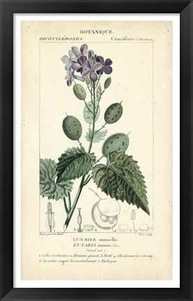 Framed Botanique Study in Lavender III Print