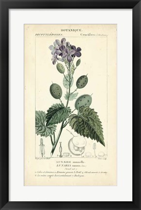 Framed Botanique Study in Lavender III Print