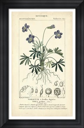 Framed Botanique Study in Lavender IV Print