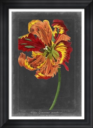 Framed Midnight Tulip I Print