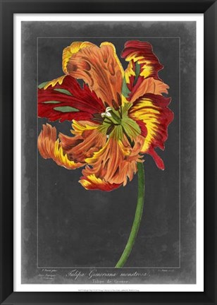 Framed Midnight Tulip I Print