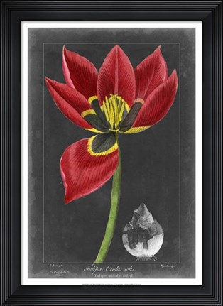 Framed Midnight Tulip II Print